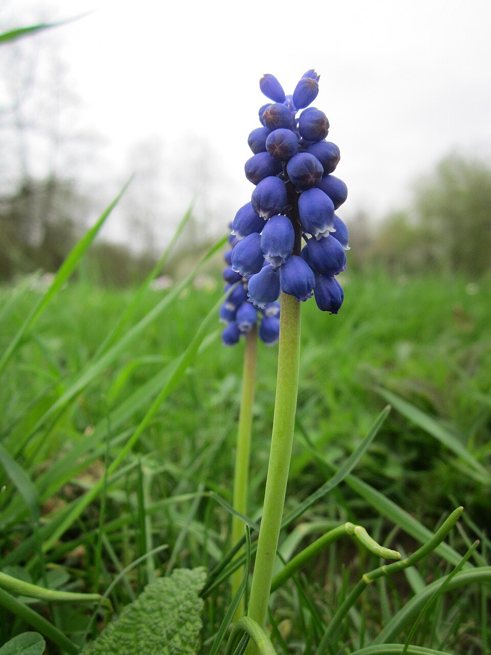 Muscari armeniacum (grape hyacinth) (alternate view 6)