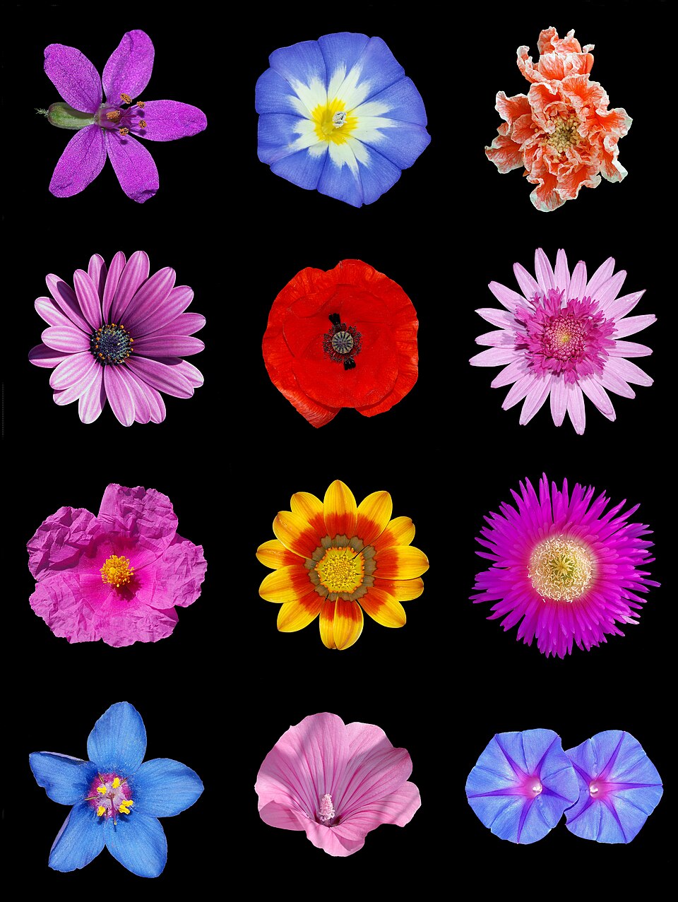 Gazania (Treasure Flowers) (alternate view 10)