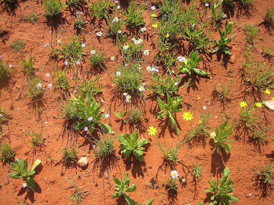 Xerochrysum bracteatum (Golden Everlasting) (alternate view 4)