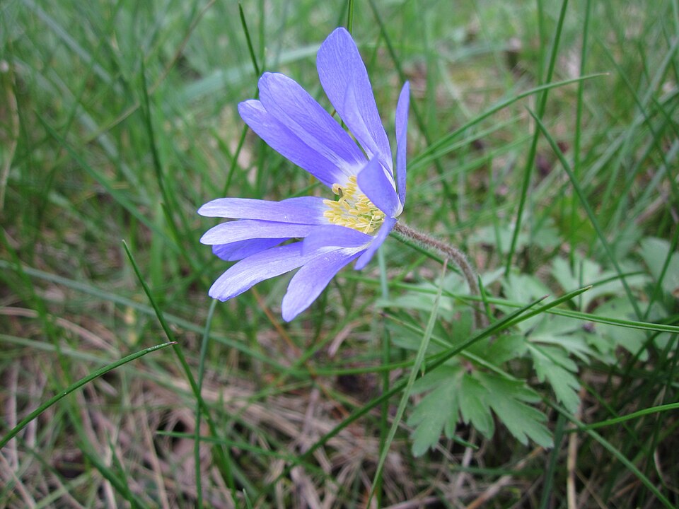 Anemone blanda (windflower) (alternate view 2)