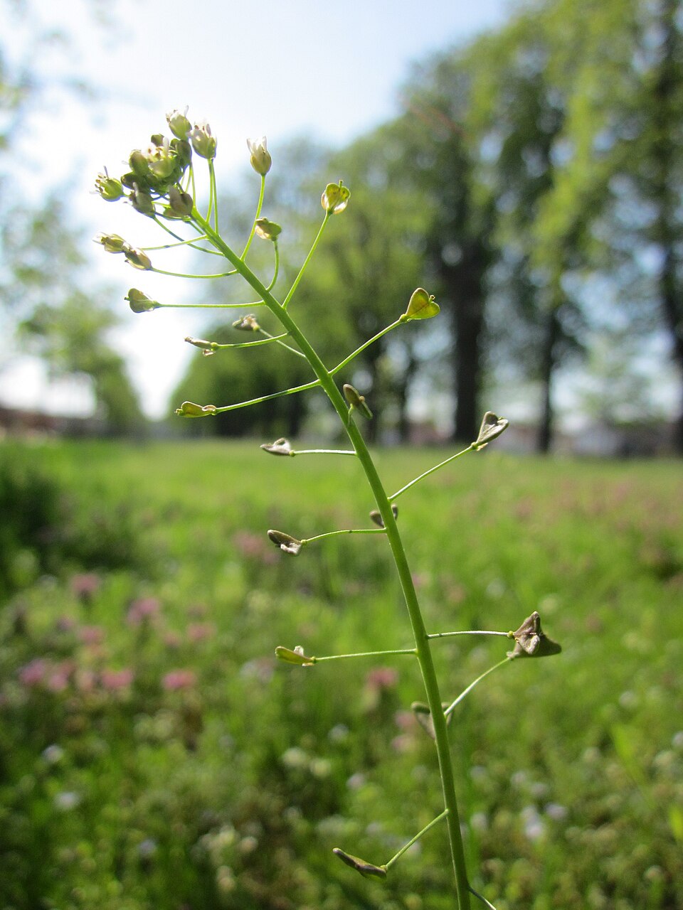 Capsella bursa-pastoris (shepherd's purse) (alternate view 10)