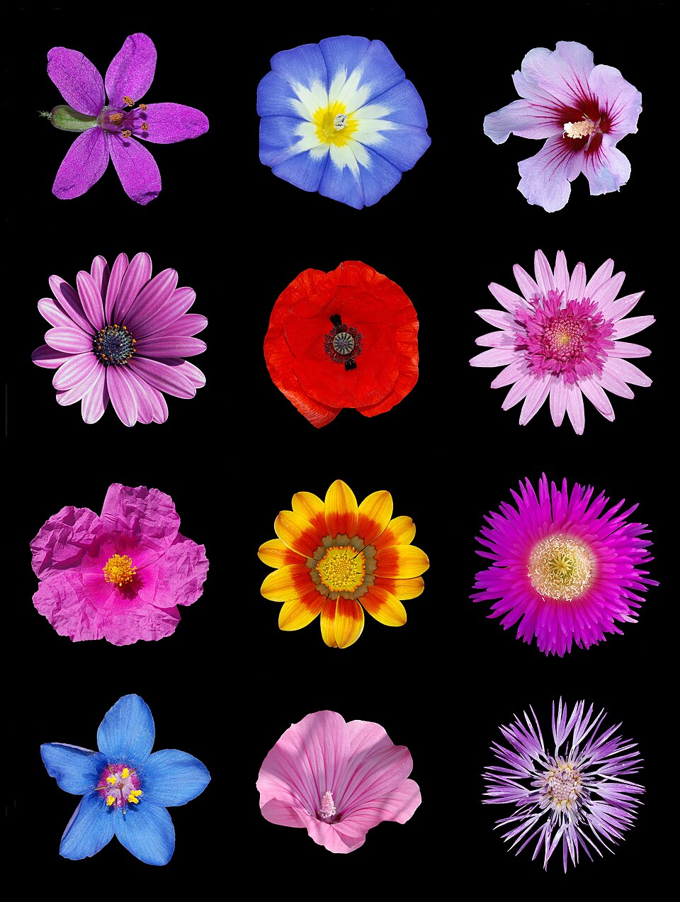 Gazania (Treasure Flowers) (alternate view 11)