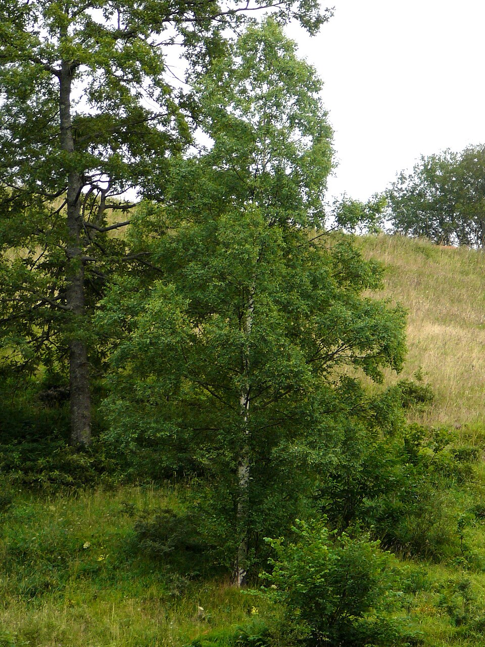 Betula pubescens (Downy Birch)