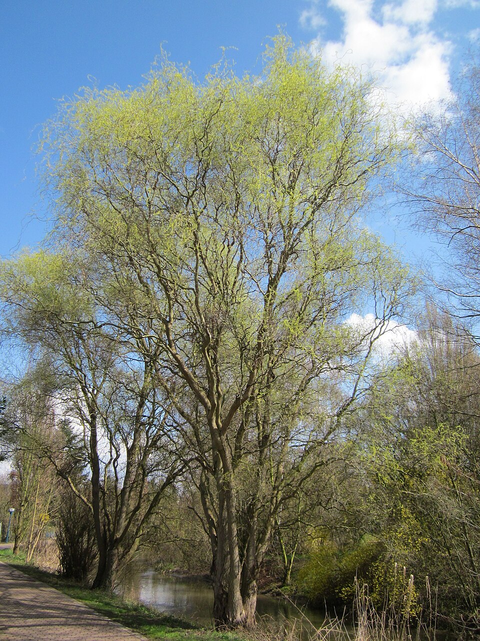Salix babylonica 'Tortuosa' (corkscrew willow) (alternate view 3)