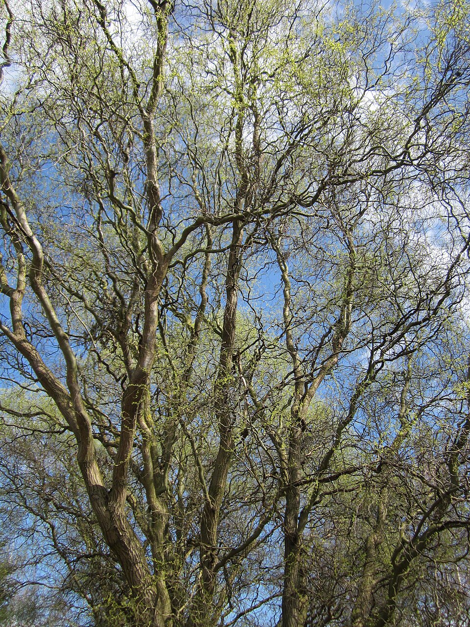 Salix babylonica 'Tortuosa' (corkscrew willow) (alternate view 4)