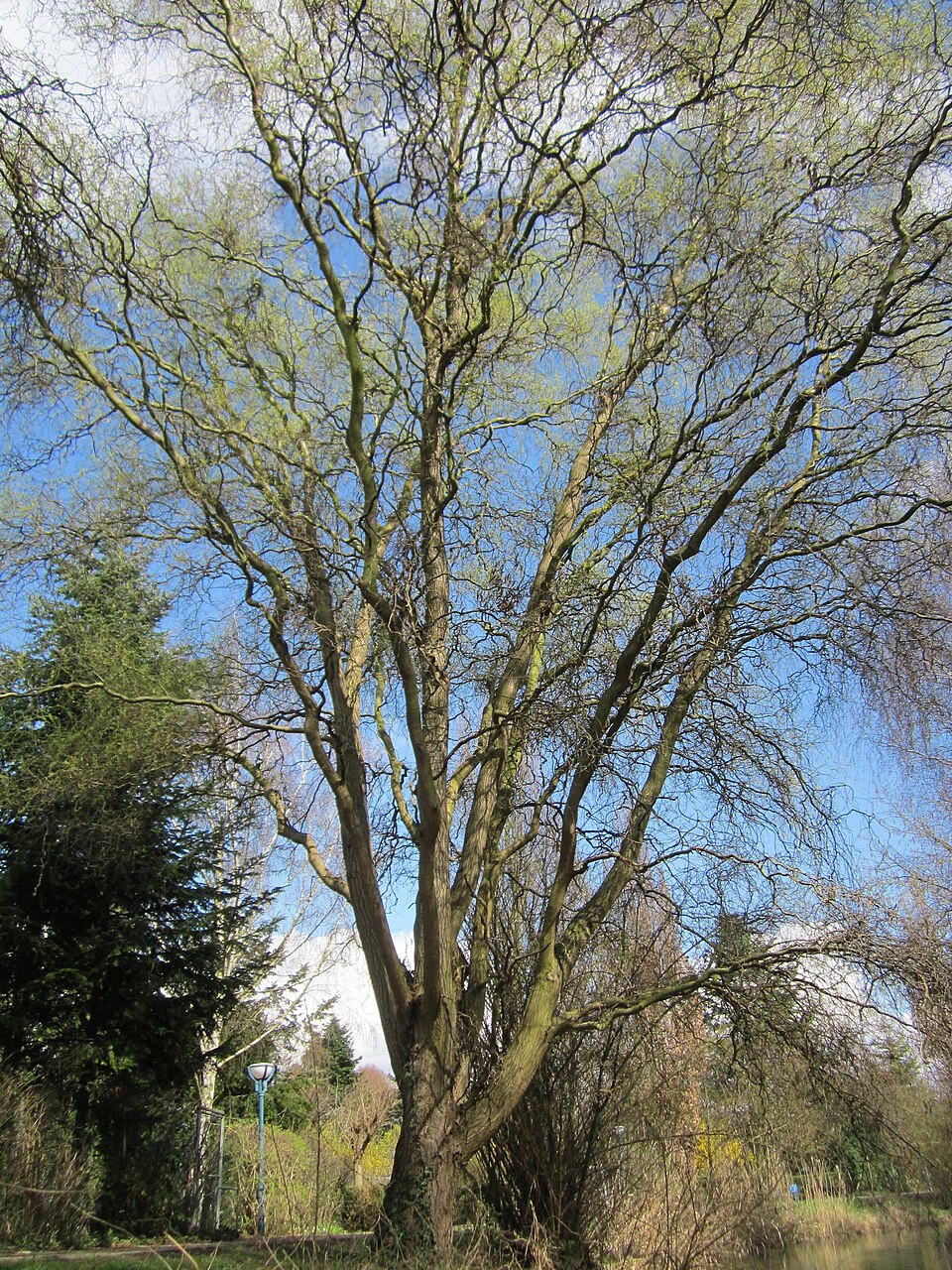 Salix babylonica 'Tortuosa' (corkscrew willow) (alternate view 5)