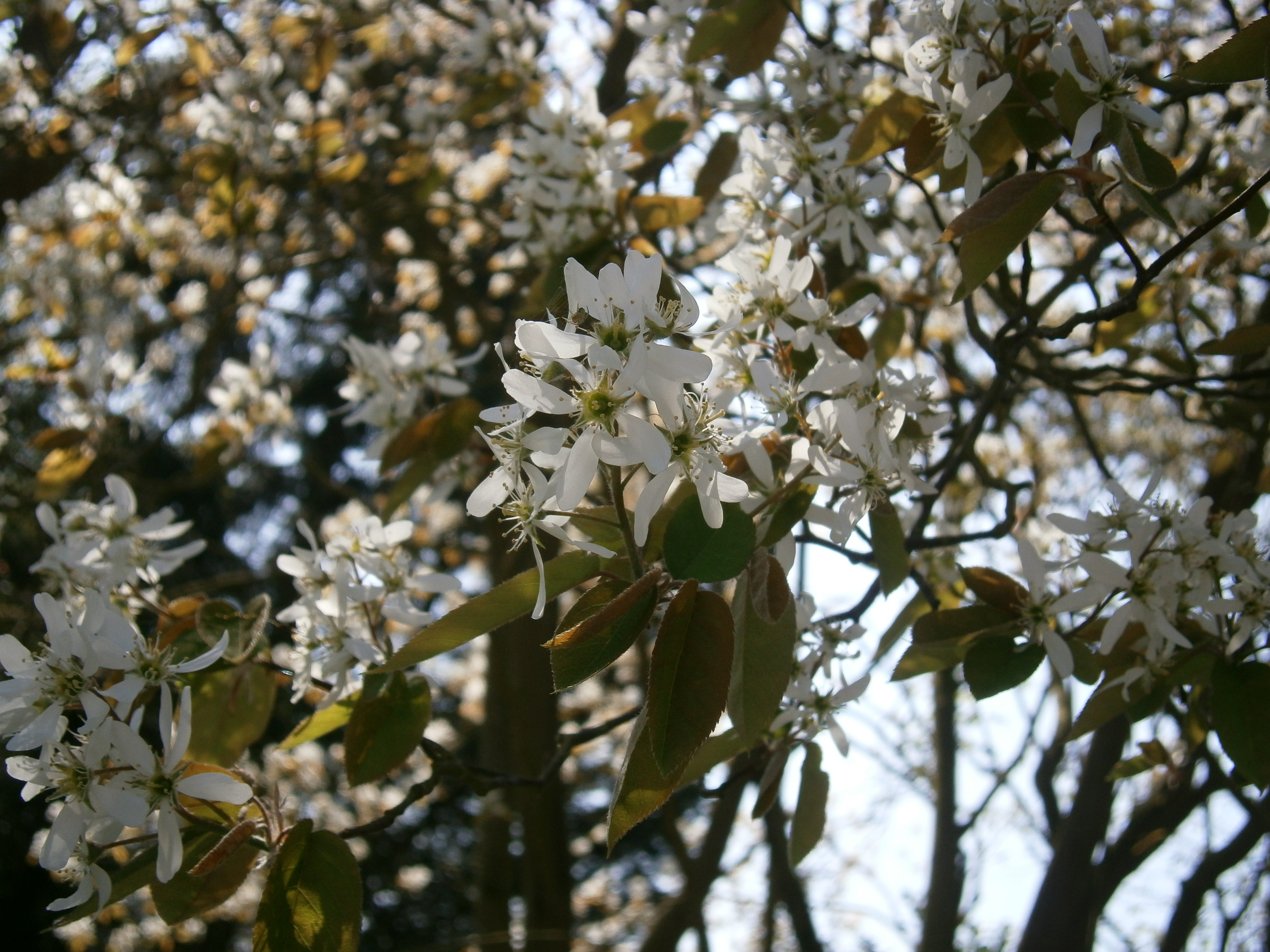Amelanchier lamarckii, Snowy mespilus — upright deciduous (Rosaceae) (image 6 of 11)
