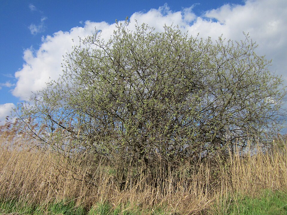 Salix cinerea (Grey Willow)