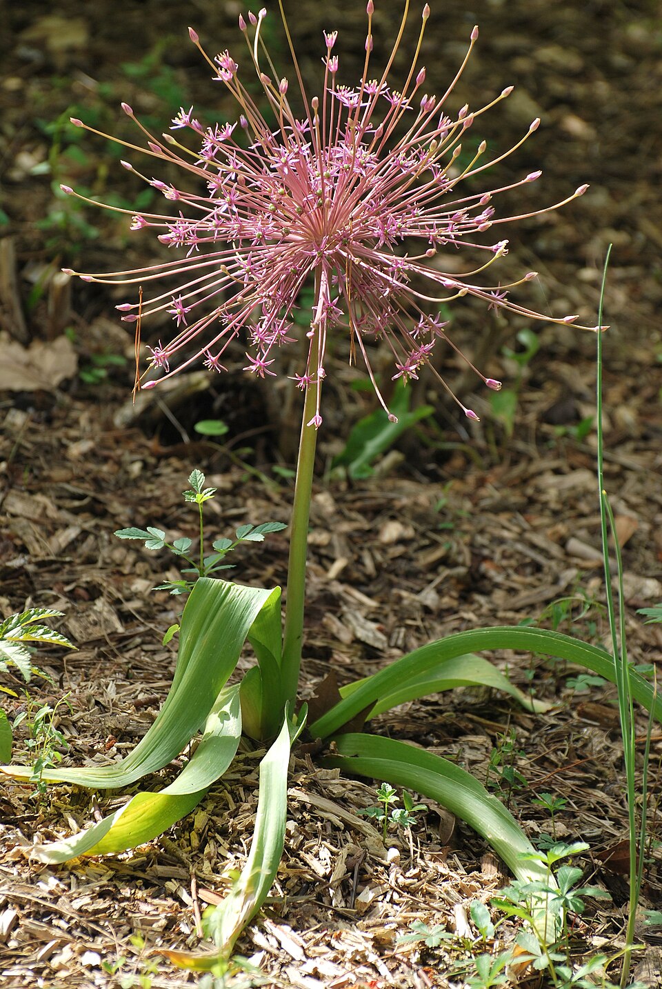 Allium schubertii (satellite onion) (alternate view 7)