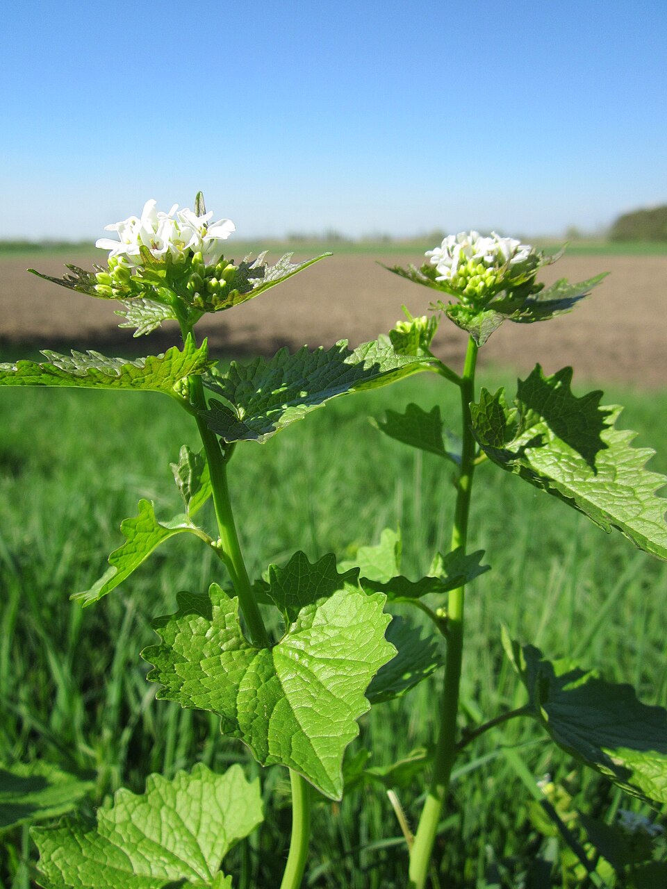 Alliaria petiolata (garlic mustard) (alternate view 9)