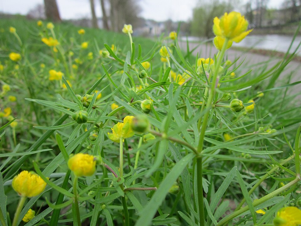 Ranunculus auricomus (Goldilocks Buttercup)