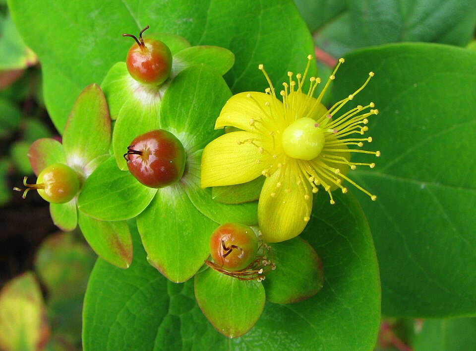 Hypericum androsaemum (Tutsan)