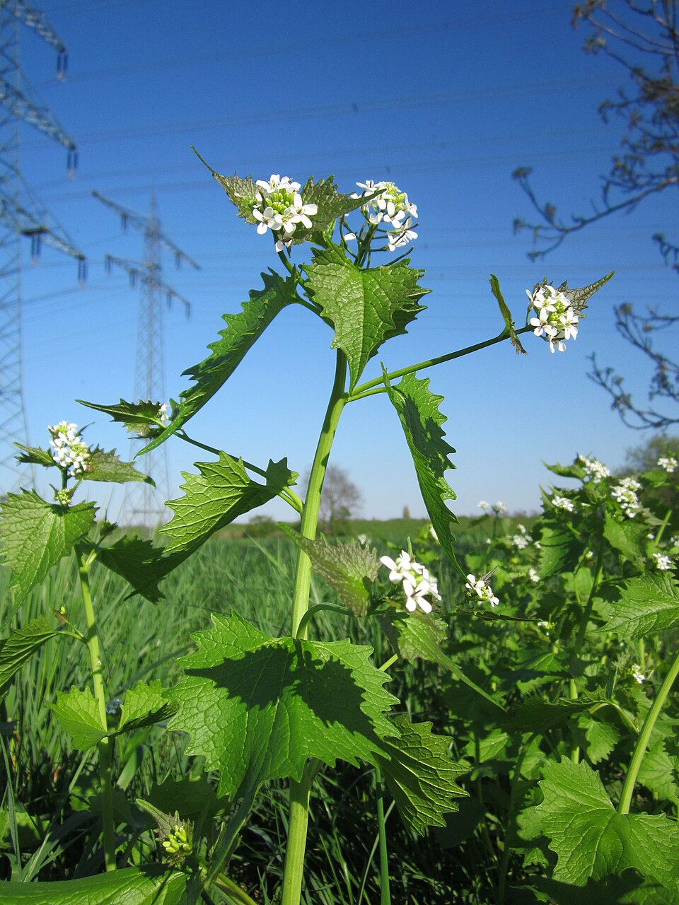 Alliaria petiolata (garlic mustard) (alternate view 10)