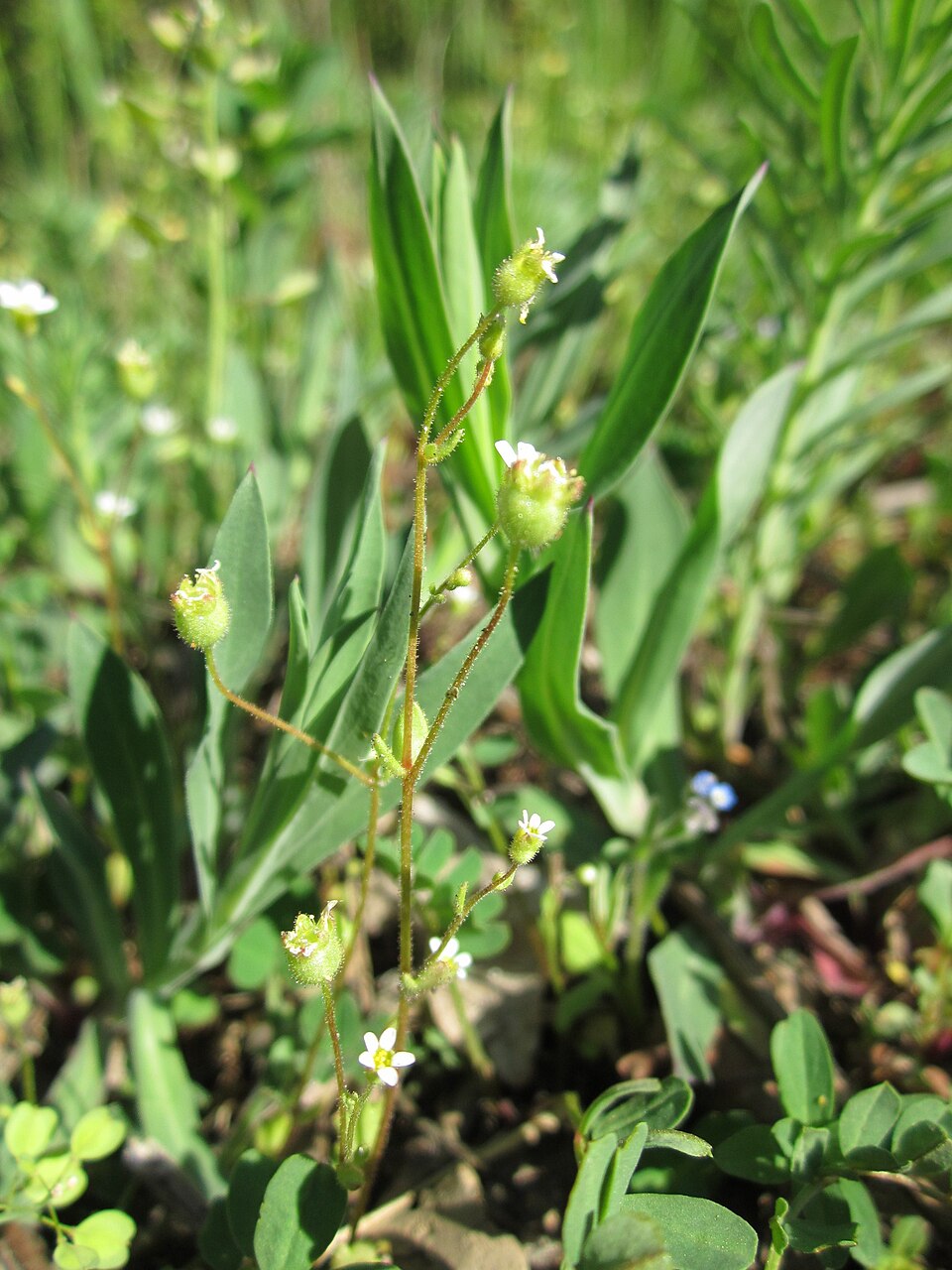 Saxifraga tridactylites (Rue-leaved Saxifrage)