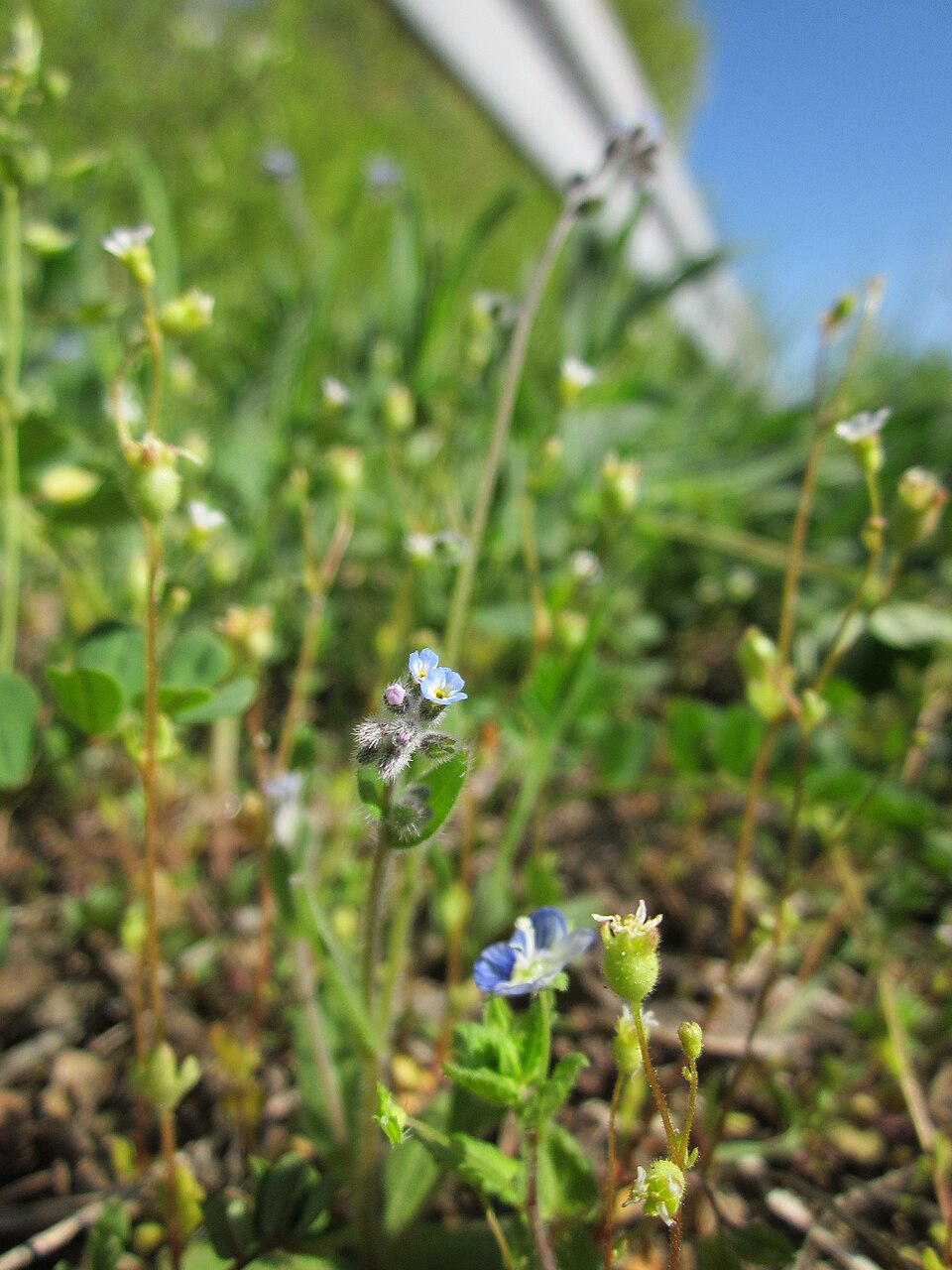 Saxifraga tridactylites (Rue-leaved Saxifrage)