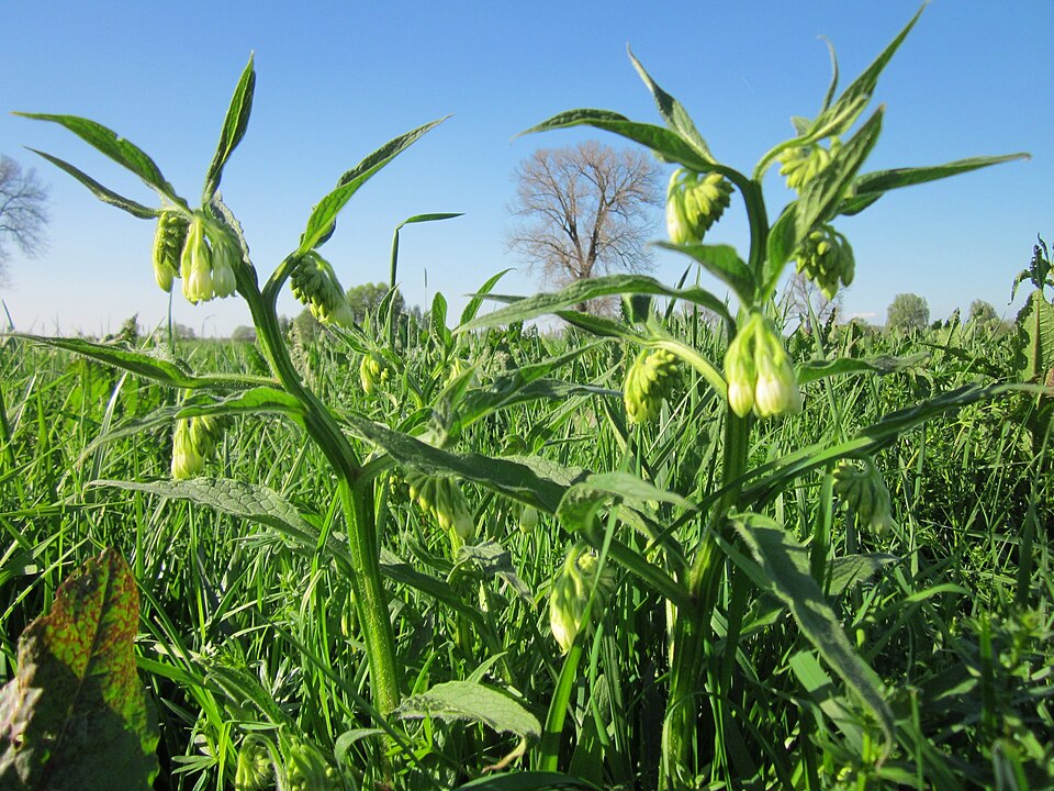 Symphytum officinale (common comfrey)