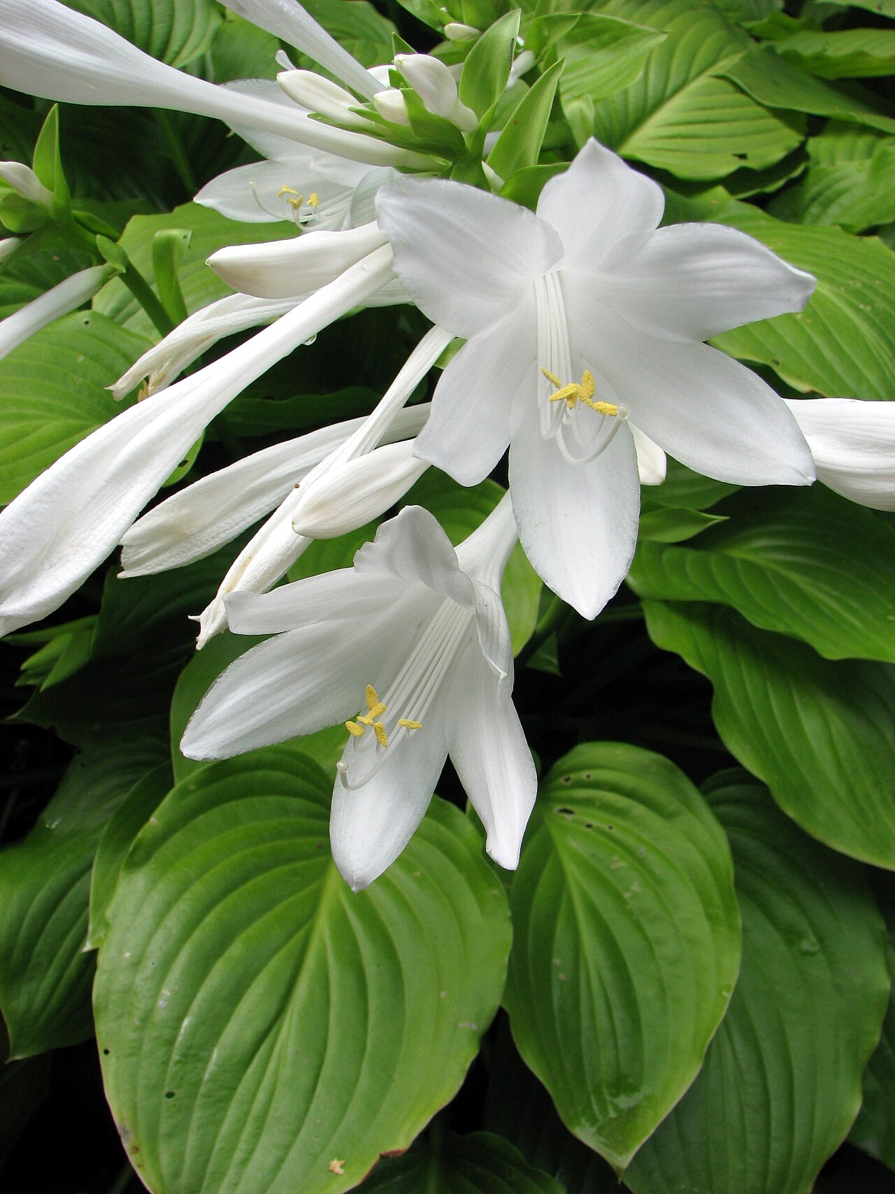 Hosta plantaginea, Fragrant plantain lily — mounding deciduous (Asparagaceae) (image 6 of 10)