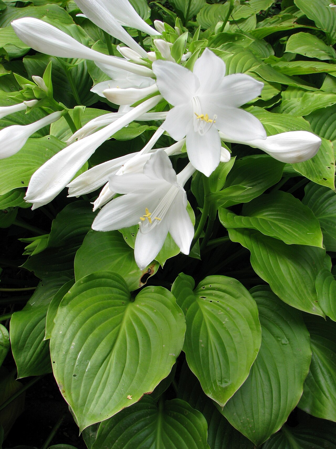 Hosta plantaginea, Fragrant plantain lily — mounding deciduous (Asparagaceae) (image 7 of 10)