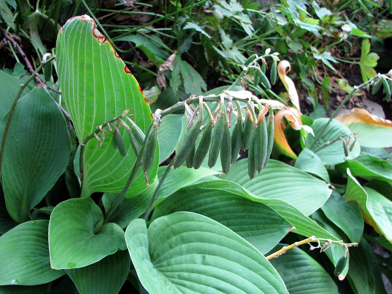 Hosta plantaginea, Fragrant plantain lily — mounding deciduous (Asparagaceae) (image 8 of 10)