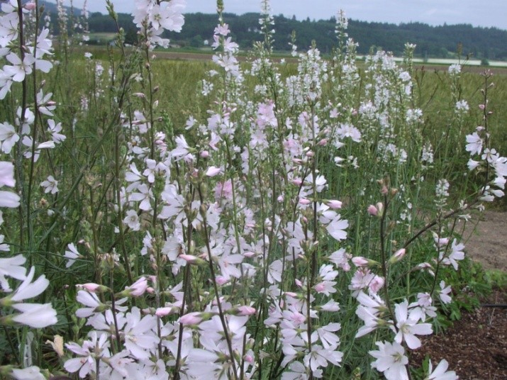 Sidalcea campestris (Meadow Checker-mallow) (alternate view 11)