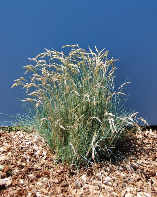 Festuca rubra (Red Fescue)