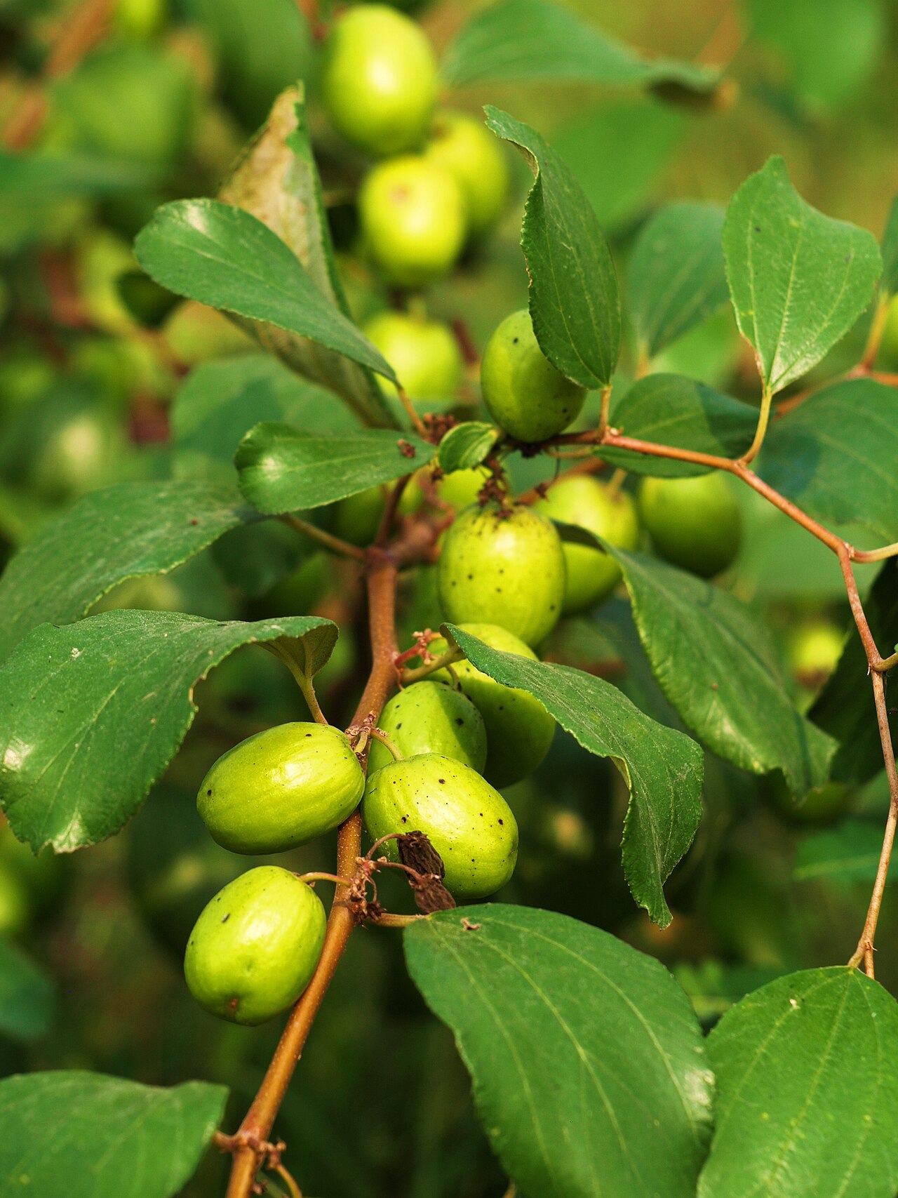 Ziziphus jujuba, Chinese jujube — upright deciduous (Rhamnaceae) (image 5 of 9)