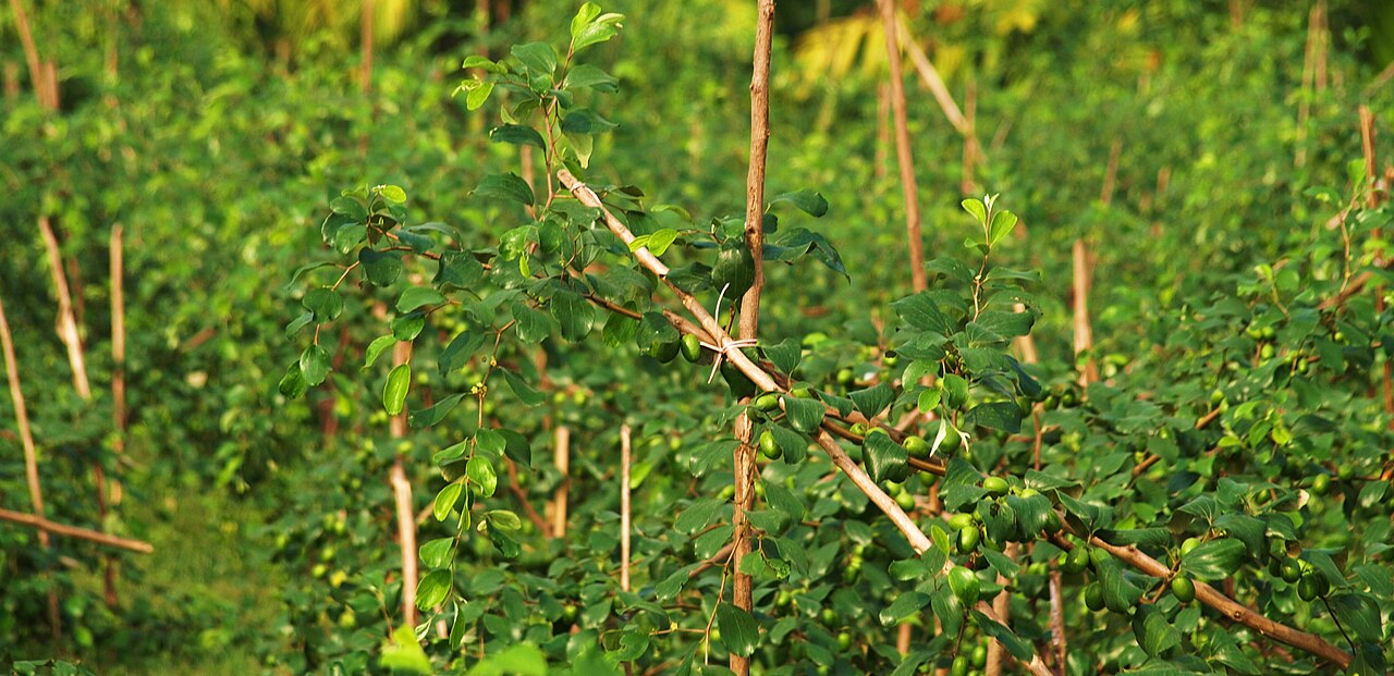 Ziziphus jujuba, Chinese jujube — upright deciduous (Rhamnaceae) (image 6 of 9)