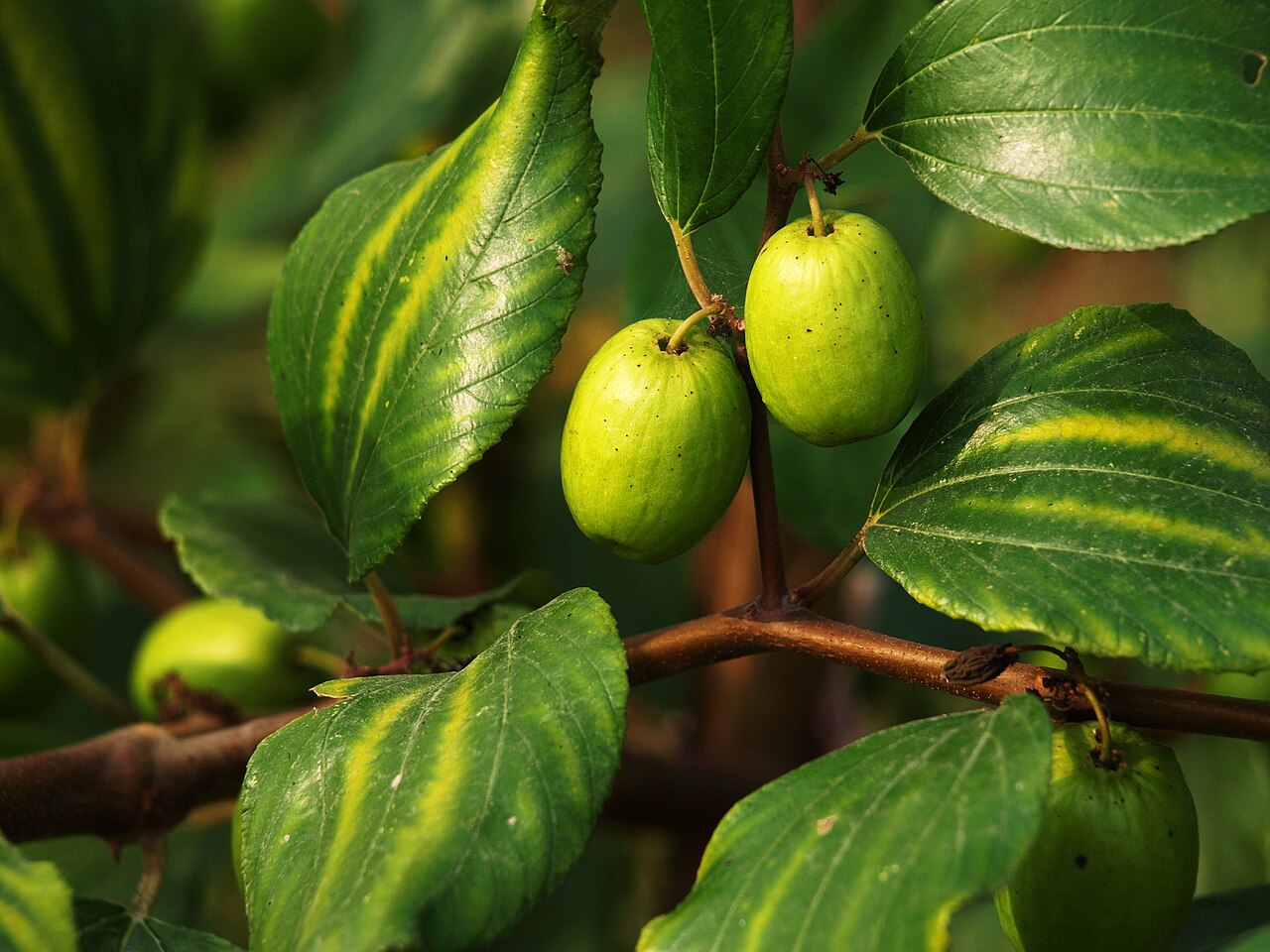 Ziziphus jujuba, Chinese jujube — upright deciduous (Rhamnaceae) (image 7 of 9)