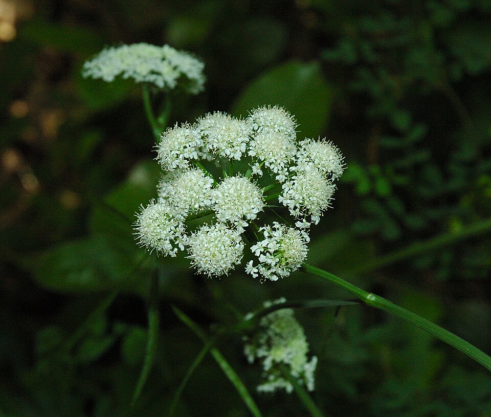 Bunium bulbocastanum (alternate view 9)