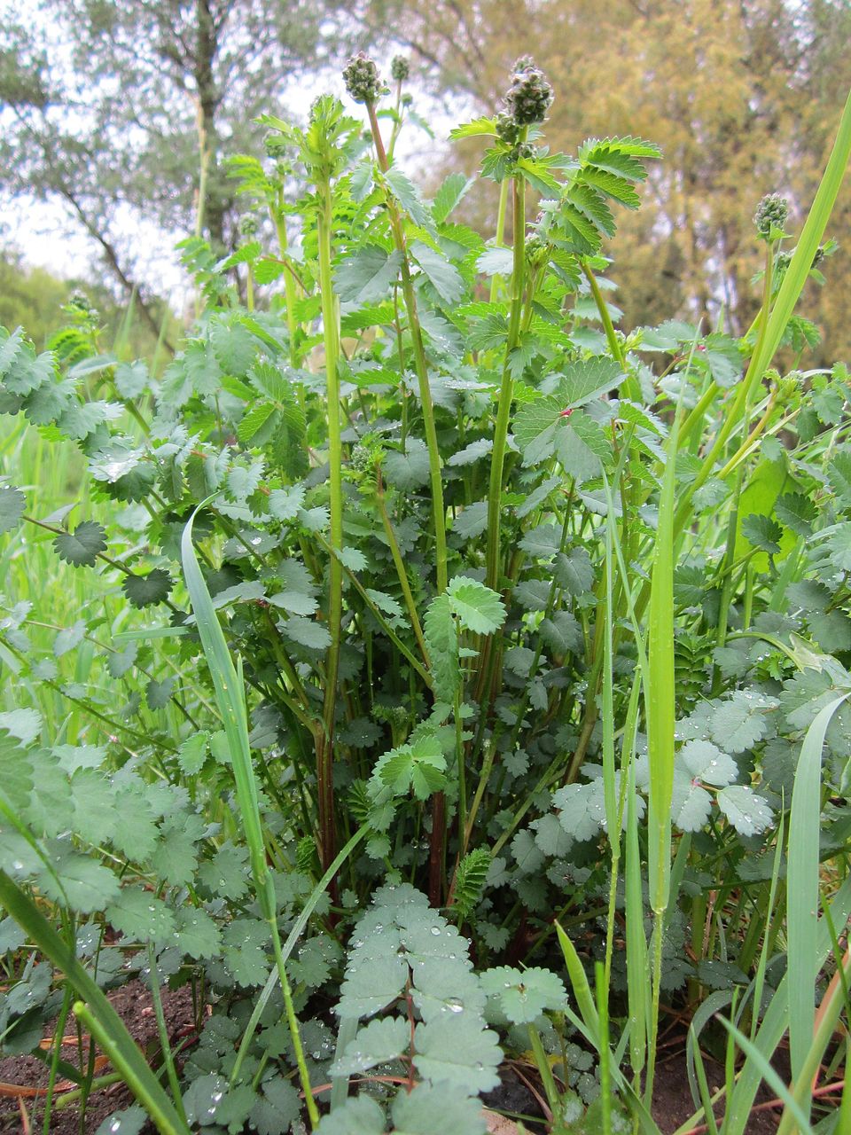 Sanguisorba minor (Salad Burnet)