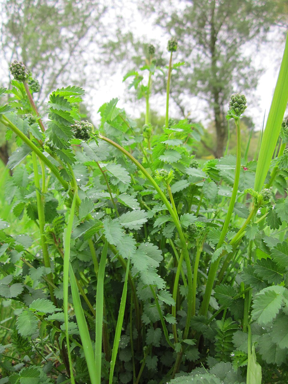 Sanguisorba minor (Salad Burnet)