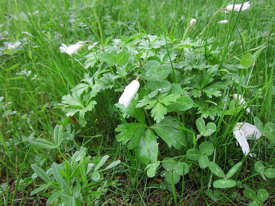 Anemone blanda (windflower) (alternate view 3)