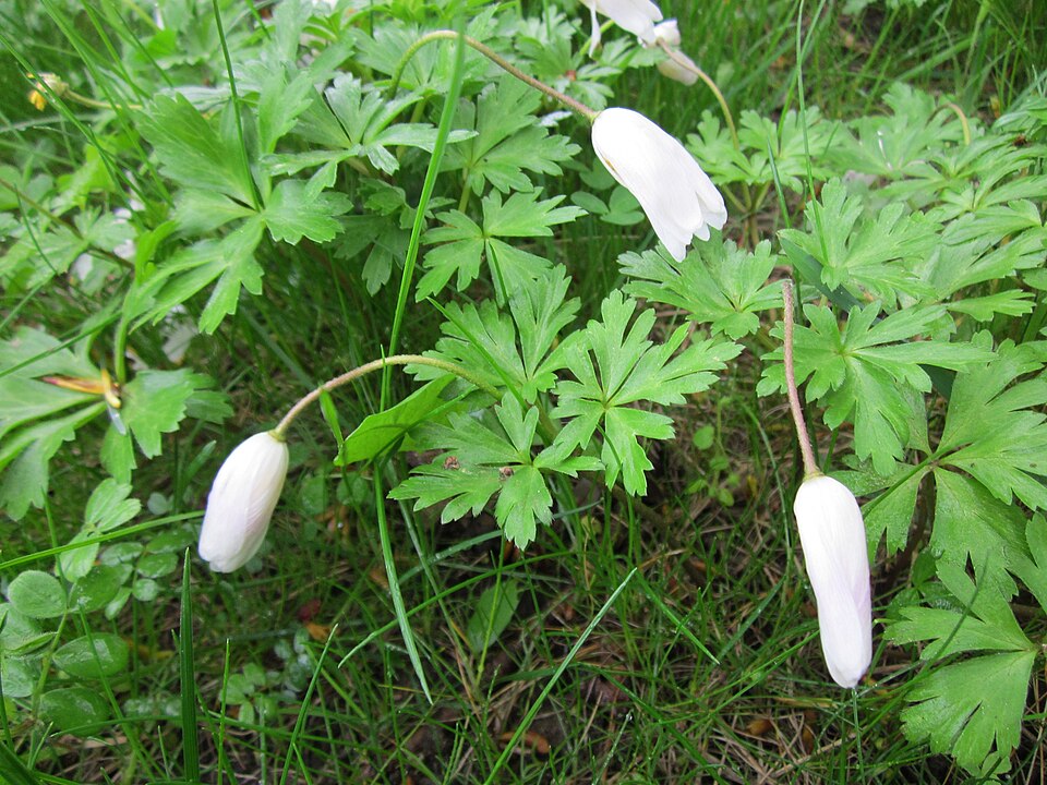 Anemone blanda (windflower) (alternate view 4)