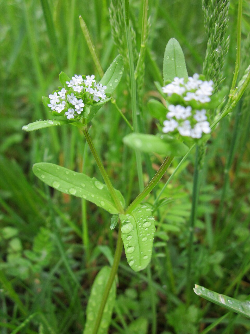Valerianella locusta (common cornsalad)