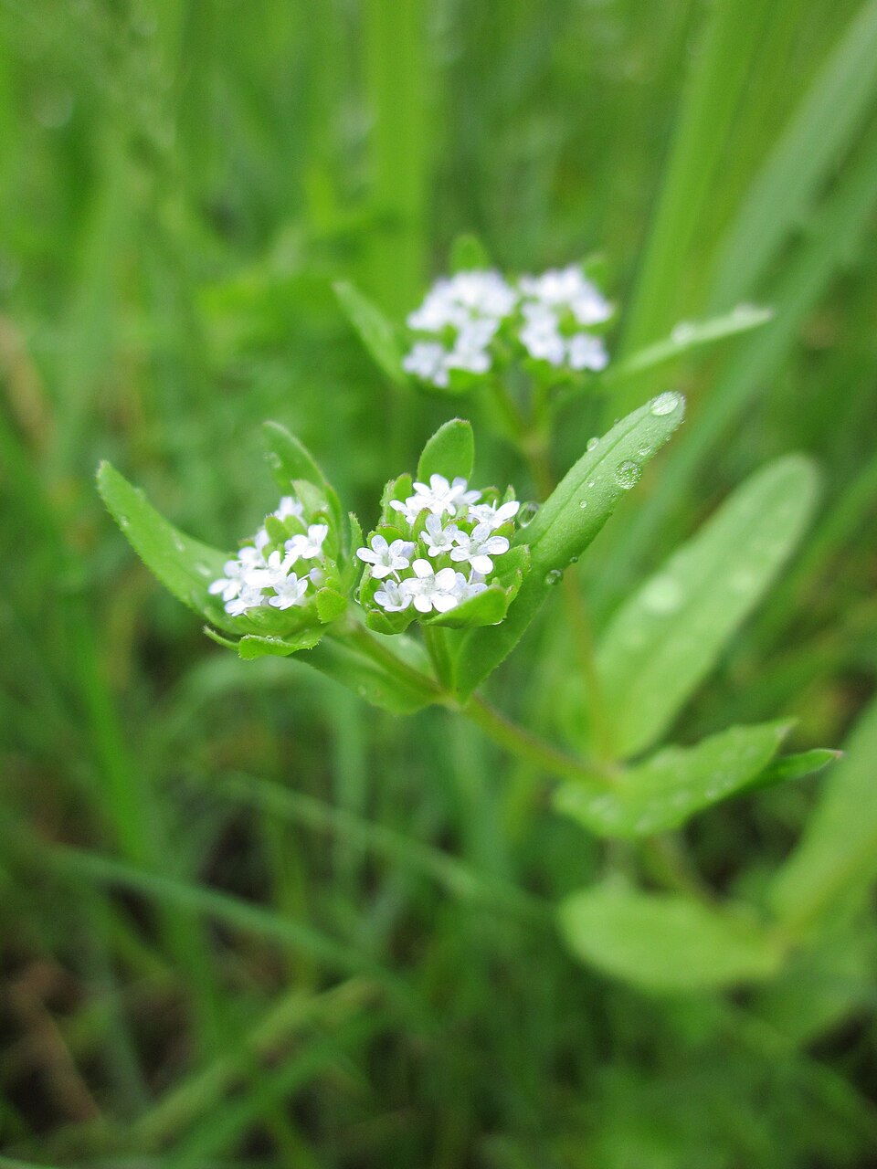 Valerianella locusta (common cornsalad)