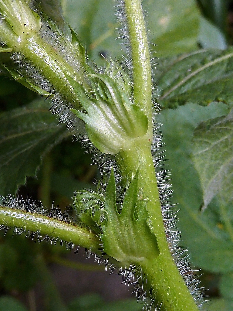 Alcea rosea (common hollyhock) (alternate view 12)