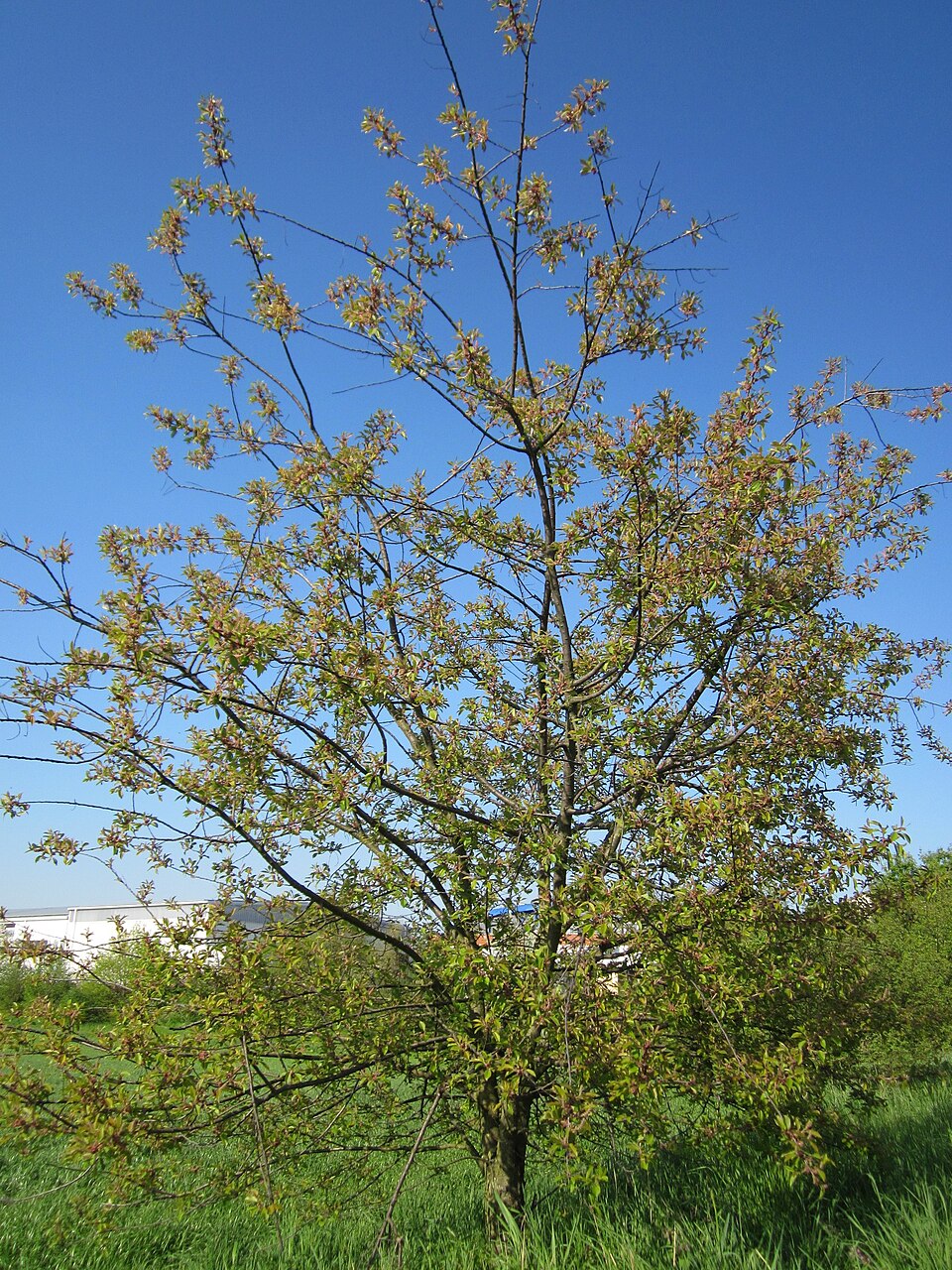 Prunus serotina (Black Cherry) (alternate view 6)