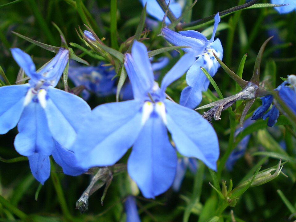 Lobelia erinus (bedding lobelia) (alternate view 9)