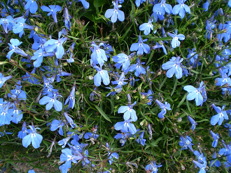 Lobelia erinus (bedding lobelia) (alternate view 10)