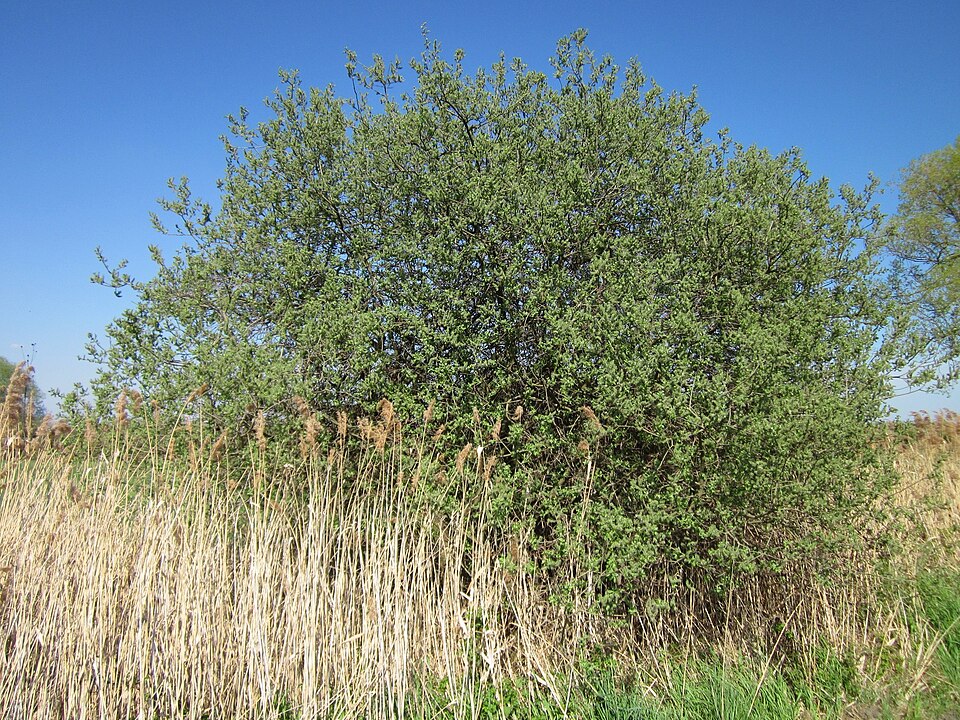 Salix cinerea (Grey Willow)