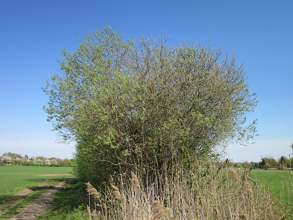 Salix cinerea (Grey Willow)