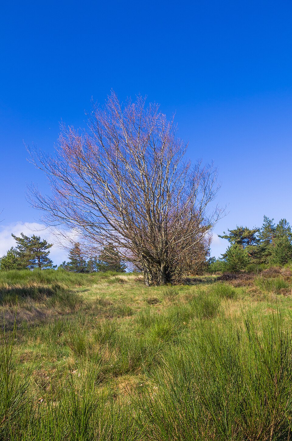 Salix caprea (goat willow)