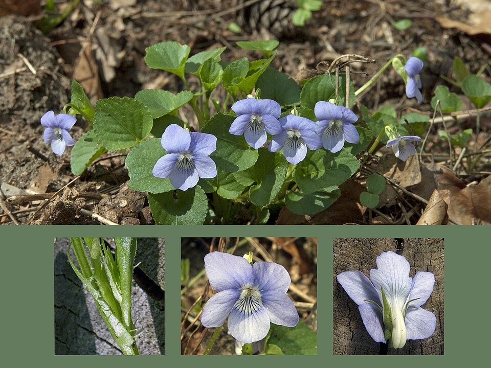 Viola riviniana (common dog-violet)