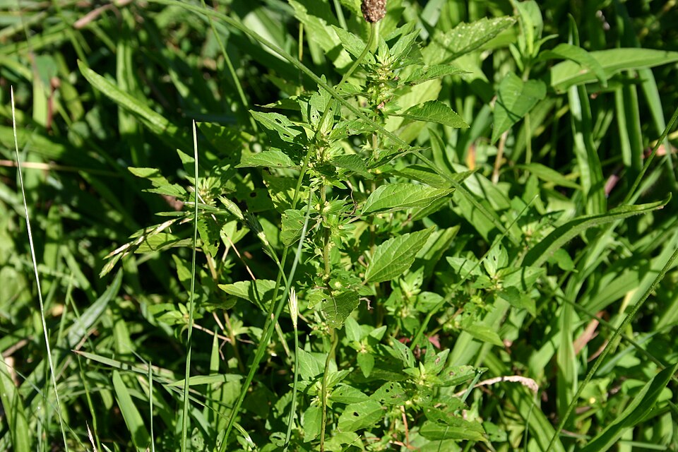 Acalypha rhomboidea (Common Three-seeded Mercury) (alternate view 4)