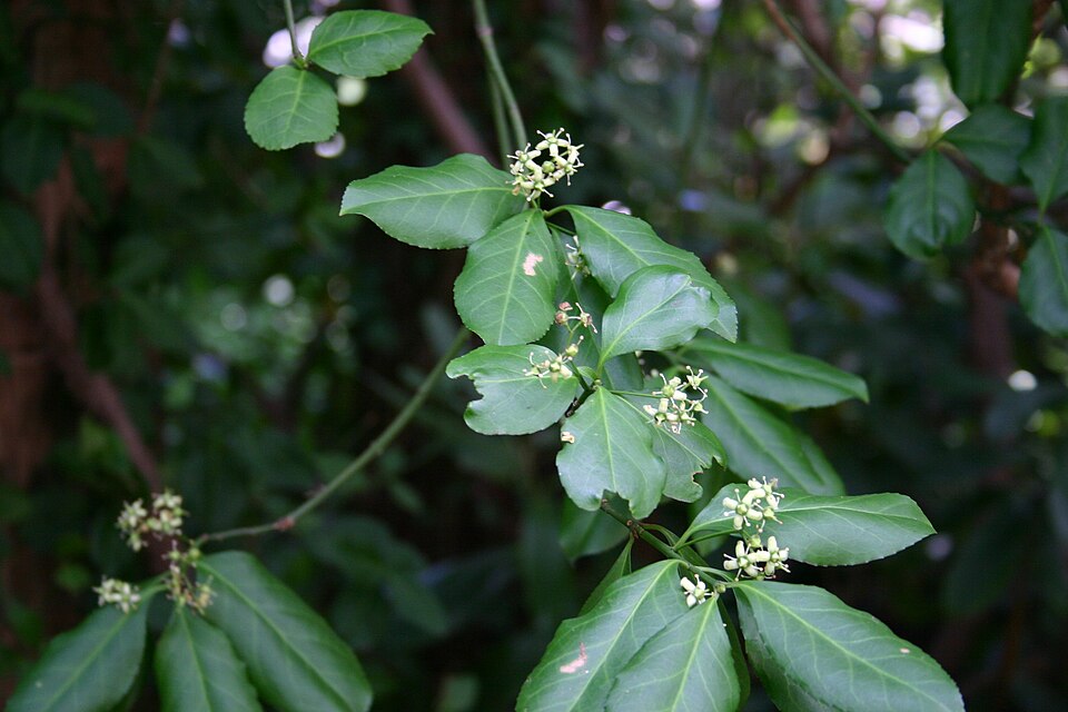 Euonymus fortunei (wintercreeper) (alternate view 6)