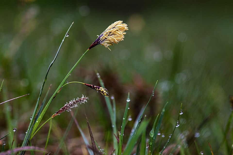 Carex flacca (Blue Sedge) (alternate view 8)