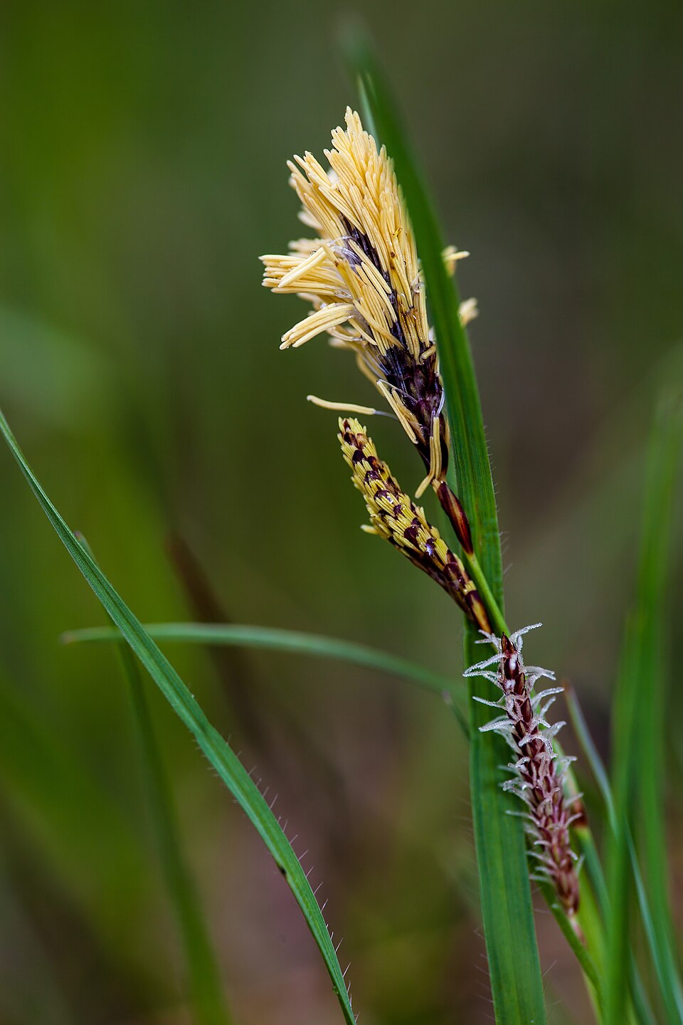 Carex flacca (Blue Sedge) (alternate view 9)