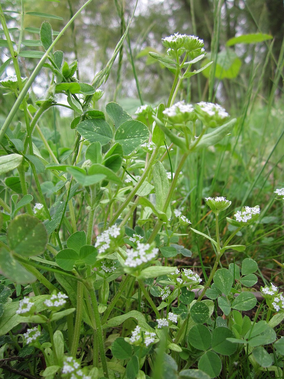 Valerianella locusta (common cornsalad)