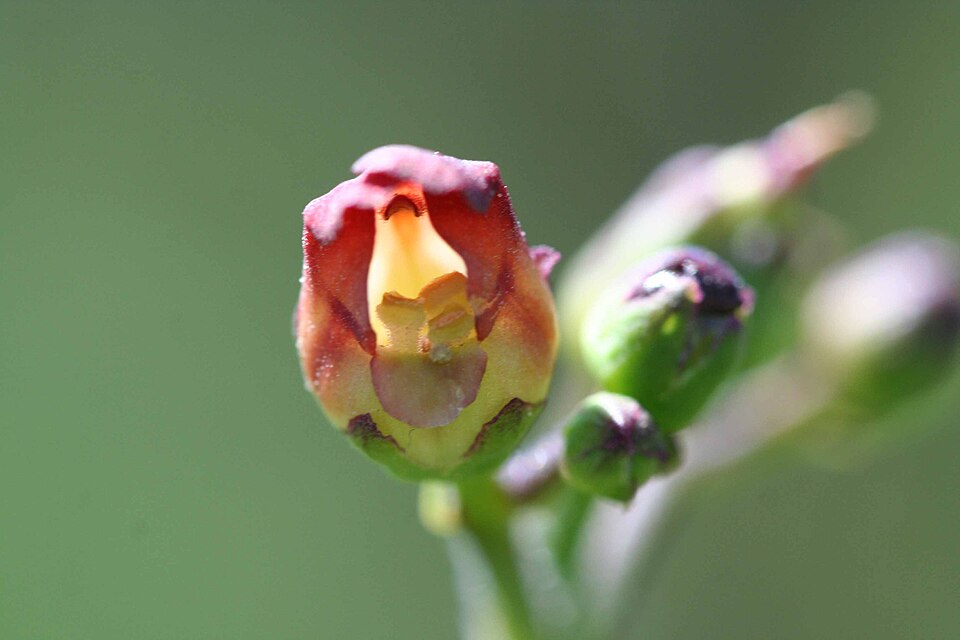 Scrophularia californica (California beeplant) (alternate view 5)