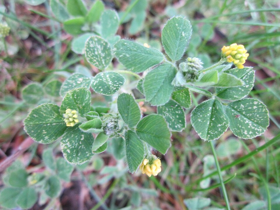 Medicago lupulina (black medic) (alternate view 6)